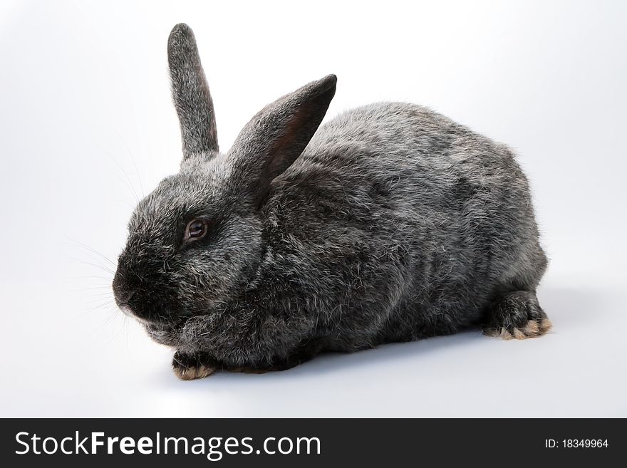 Gray pet rabbit sitting on white background. Gray pet rabbit sitting on white background