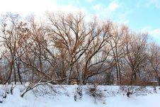 Winter Trees Stock Photo