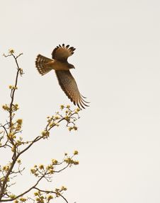 A Grasshopper Buzzard Taking Off Royalty Free Stock Images