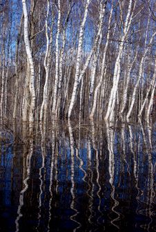 Spring Birches Stock Images
