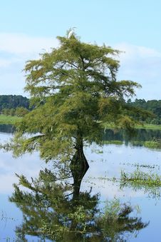 Cypress Tree And Reflection Stock Photos Cypress Tree And Reflection Stock Photos