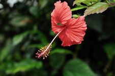 Hibiscus Flower Stock Photography Hibiscus Flower Stock Photography