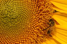 Bee And Sunflower Royalty Free Stock Image Bee And Sunflower Royalty Free Stock Image