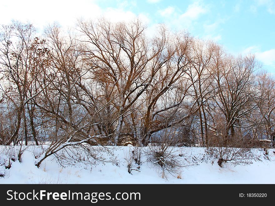 Bare trees in the winter with snow on ground. Bare trees in the winter with snow on ground