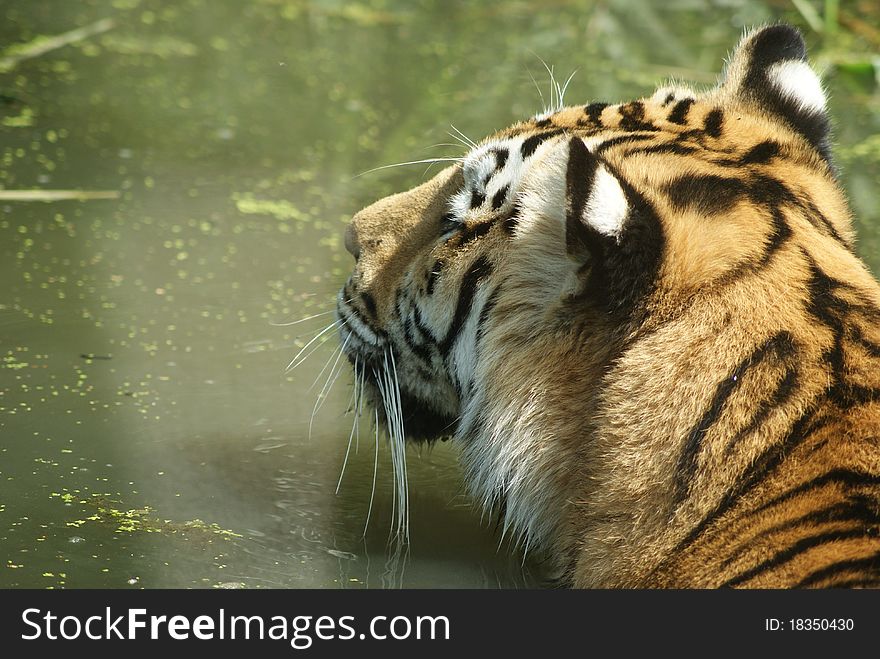 Tiger swimming to cool down