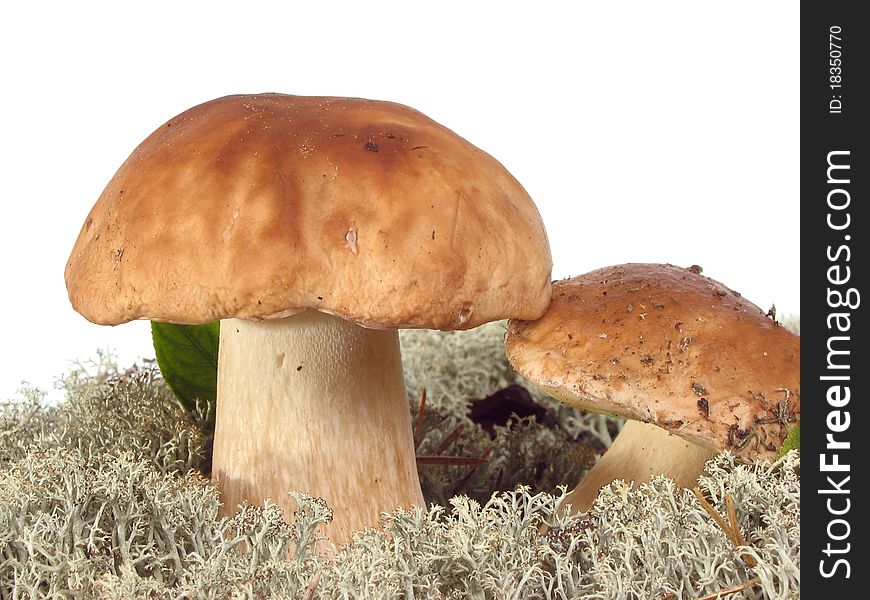 Edible boletus in moss on white background. Edible boletus in moss on white background