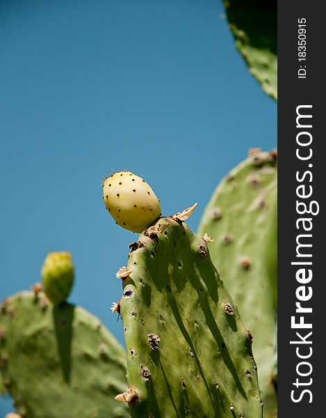 Fig prickly pear, fruit, plant