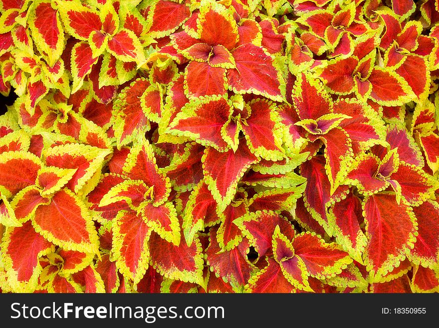 Red leaves and flower background. Red leaves and flower background