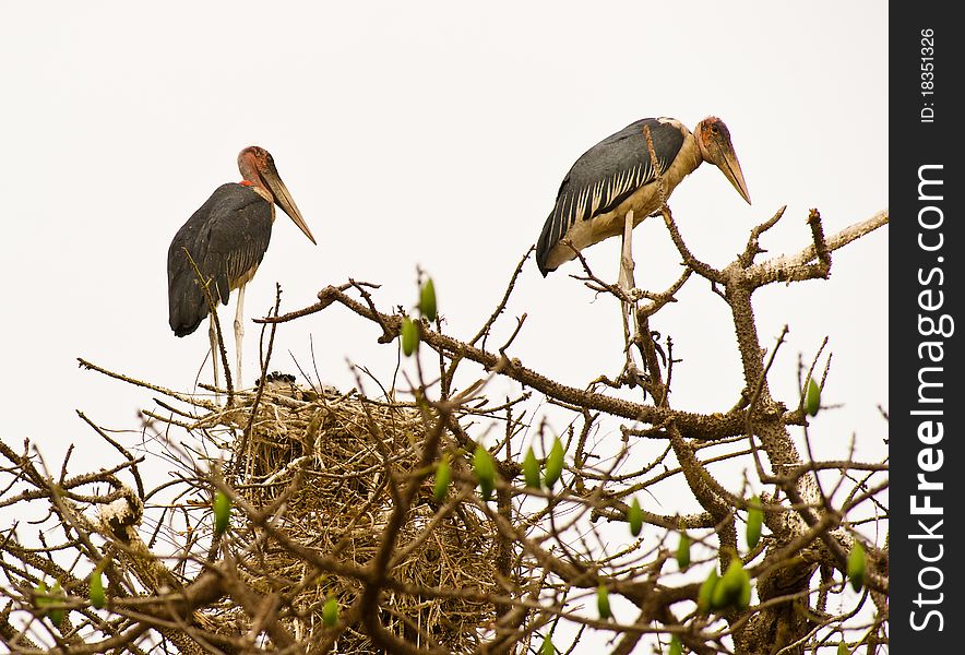 A couple of Marabou Storks (Leptoptilos crumeniferus) take care of the chicken at their huge nest on top of a tree. A couple of Marabou Storks (Leptoptilos crumeniferus) take care of the chicken at their huge nest on top of a tree.