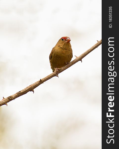 A female Red-billed Firefinch (Lagonosticta senegala) sitting on a spiny twig shows her humble-colored plumage. It is the male which gives this species itÂ´s descriptive name. A female Red-billed Firefinch (Lagonosticta senegala) sitting on a spiny twig shows her humble-colored plumage. It is the male which gives this species itÂ´s descriptive name.