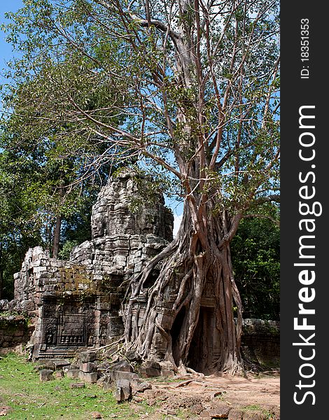 View of the Khmer traditional architecture - Tree swallowing ancient ruins of Angkor Wat Cambodia. View of the Khmer traditional architecture - Tree swallowing ancient ruins of Angkor Wat Cambodia