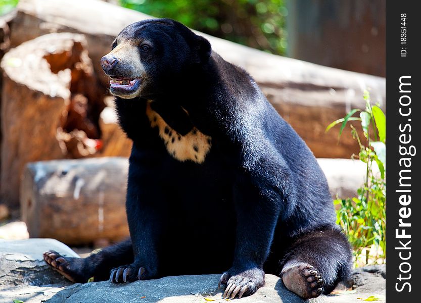 Black Bear Sitting in Thailand