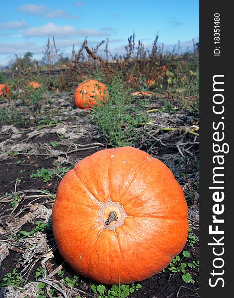 Orange pumpkins in the field