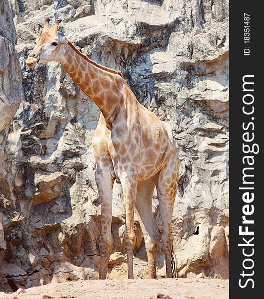 Giraffe in stone mountain Africa