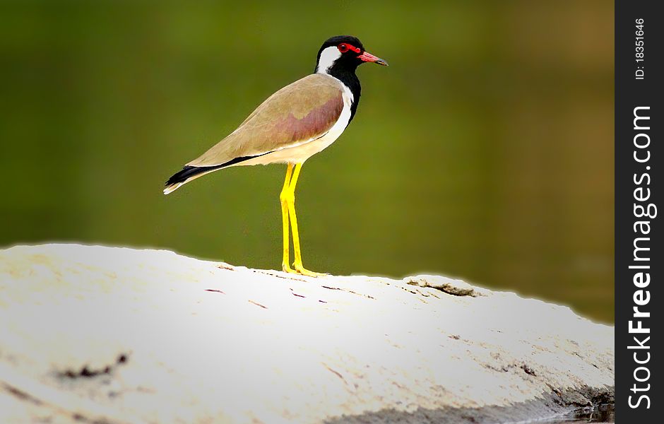 The Red-wattled Lapwing Bird,It has characteristic loud alarm calls which are variously rendered, it can be found near by some lake, It is also found in forest clearings around rain-filled depressions. clicked at Ranganthittu, Karnataka, India. The Red-wattled Lapwing Bird,It has characteristic loud alarm calls which are variously rendered, it can be found near by some lake, It is also found in forest clearings around rain-filled depressions. clicked at Ranganthittu, Karnataka, India