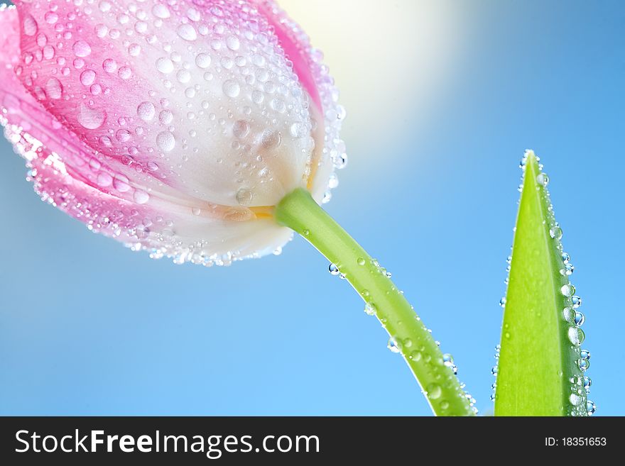 Tulips flowers