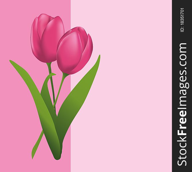 Two  tulips. Vector illustration. Mesh and gradient