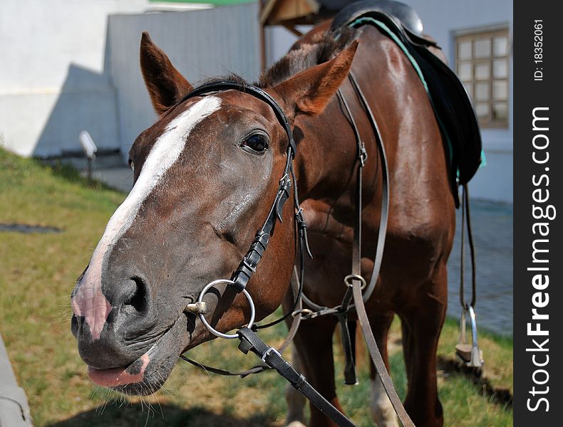 Horse trying to kiss the photographer. Horse trying to kiss the photographer