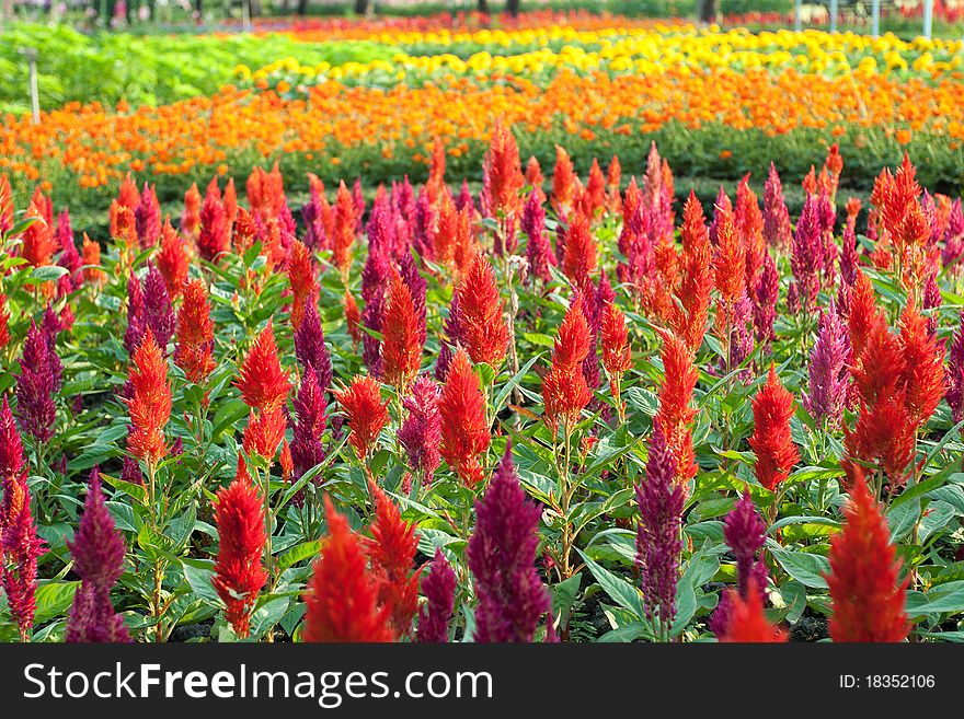 Flowers in the tropical garden, Thailand