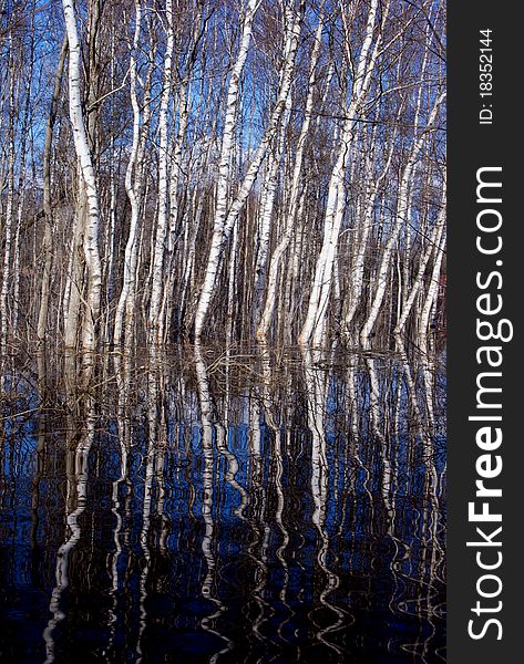 Birches in the spring flood water. Birches in the spring flood water