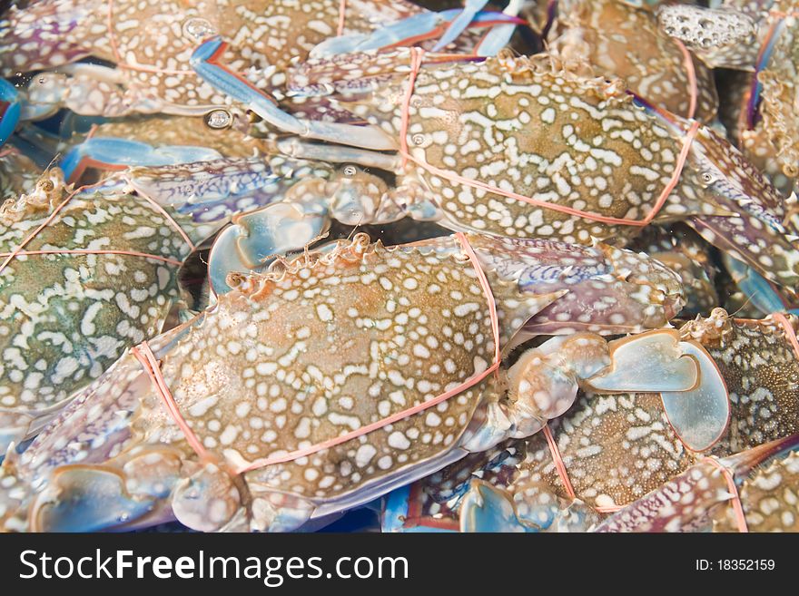 Live horsecrab in the water,seafood market-East of Thailand