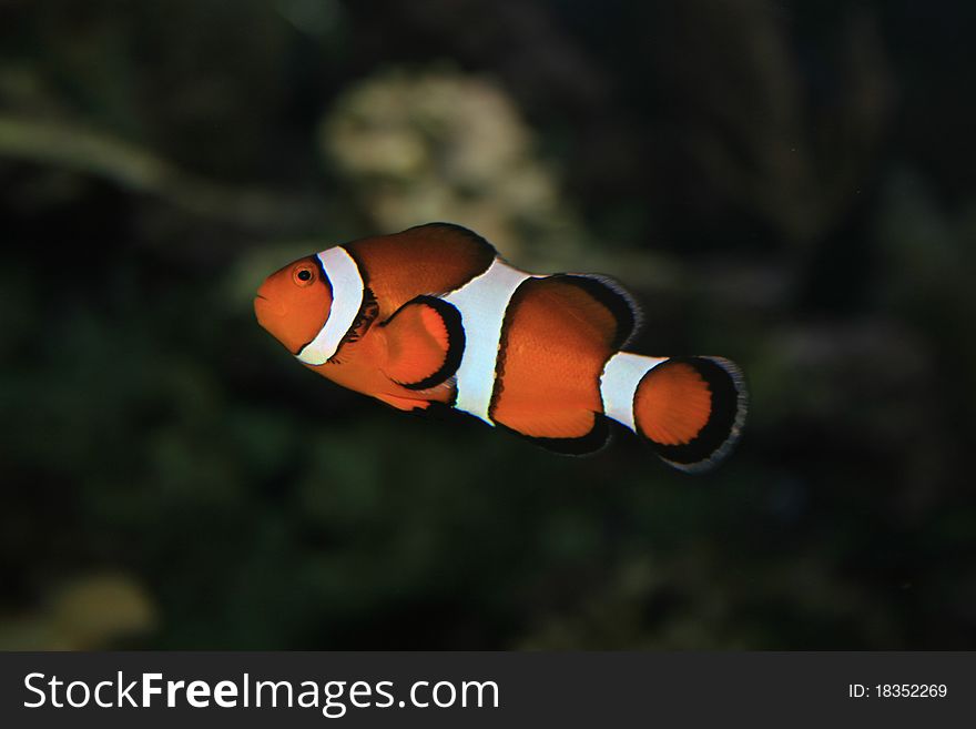 Small Orange,white And Black Fish