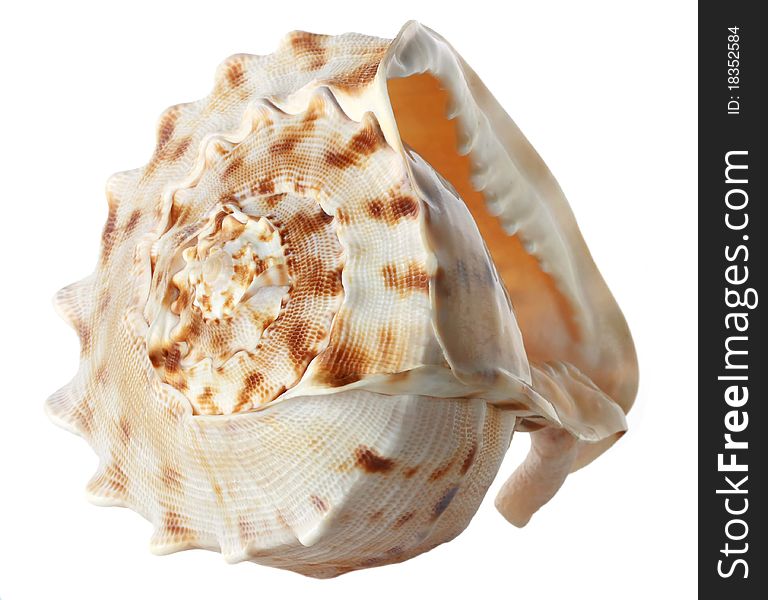 A conch shell on a white background