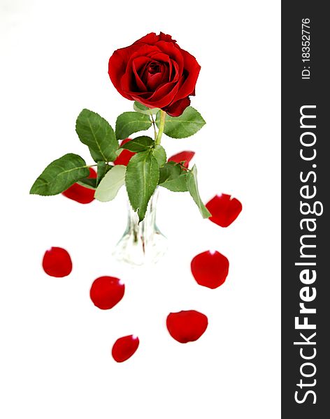 Several Red Roses Isolated on white background. Several Red Roses Isolated on white background