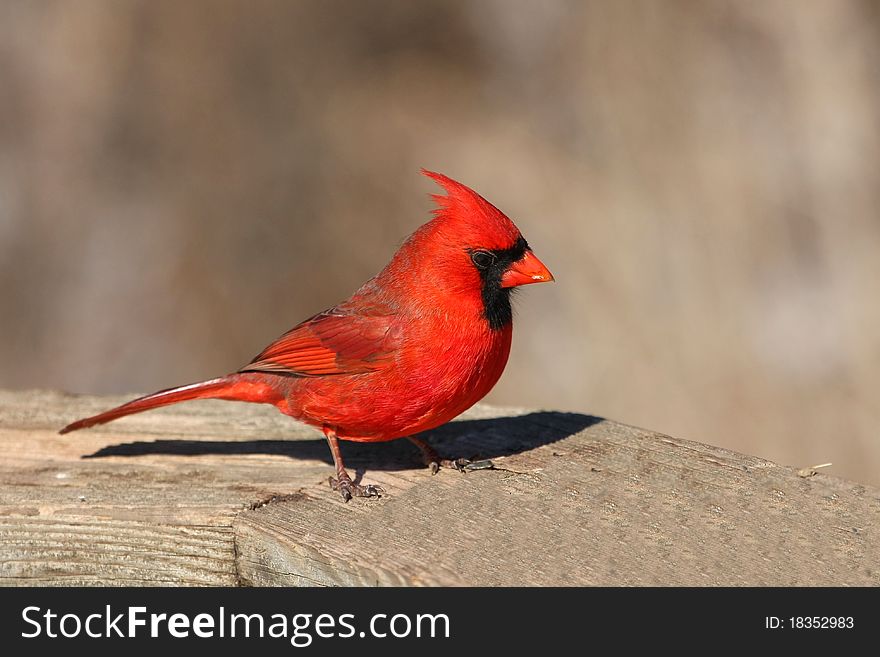 Cardinal Cardinalidae male in morning sun on wooden rail. Cardinal Cardinalidae male in morning sun on wooden rail