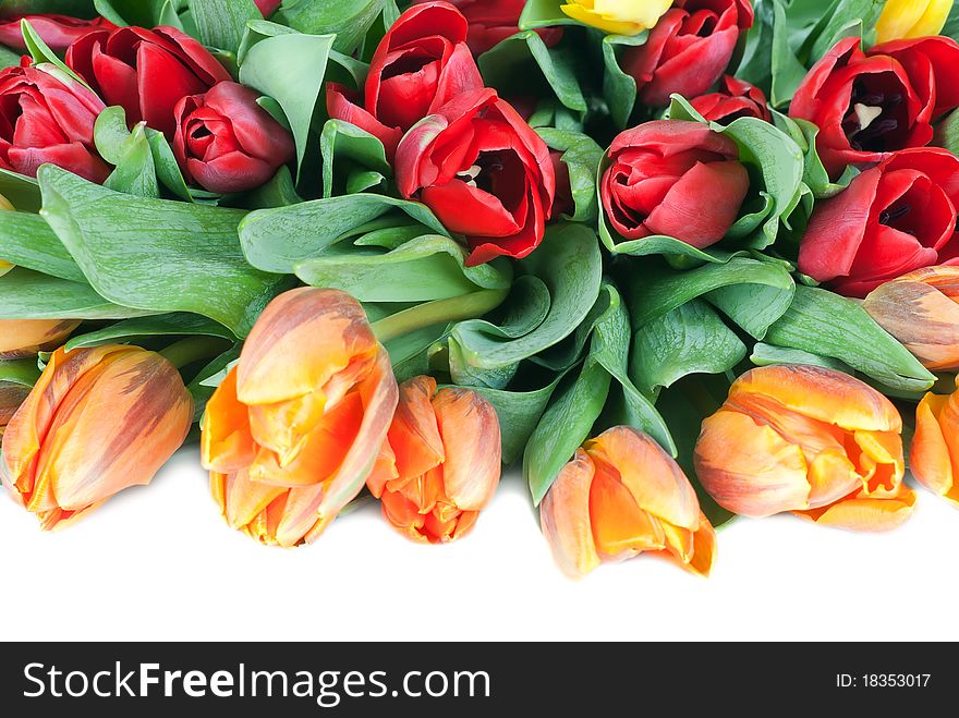 Bouquet from spring tulips on a white background