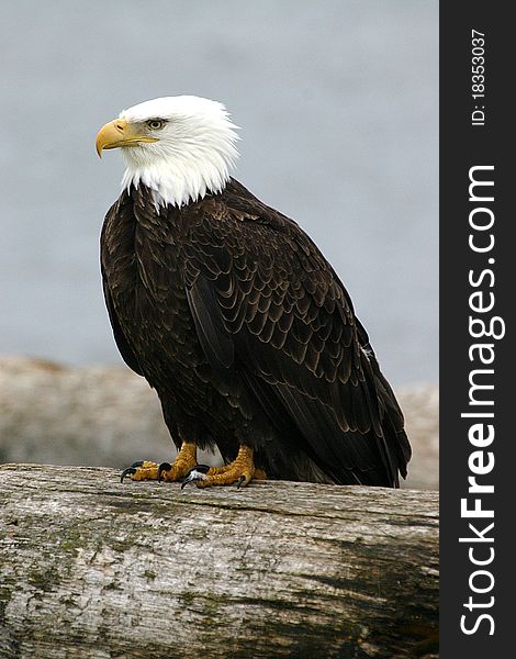 Bald Eagle On A Log