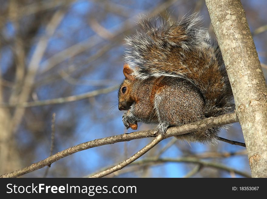 Gray squirrel Sciurus carolinensis sitting in sun on branch feeding