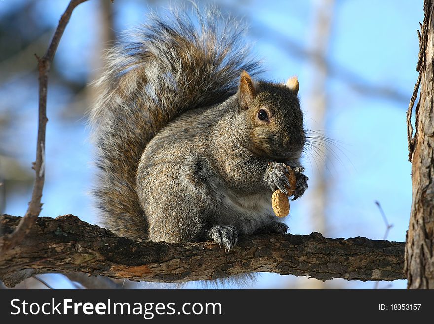 Gray squirrel Sciurus carolinensis feeding on peanut on branch