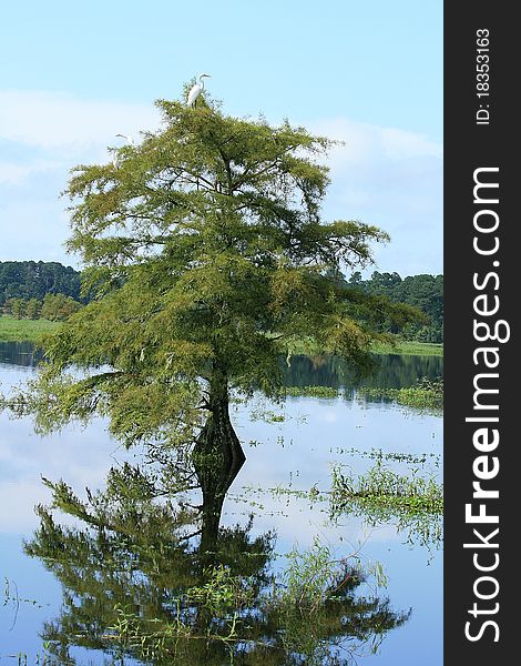 Cypress tree and reflection