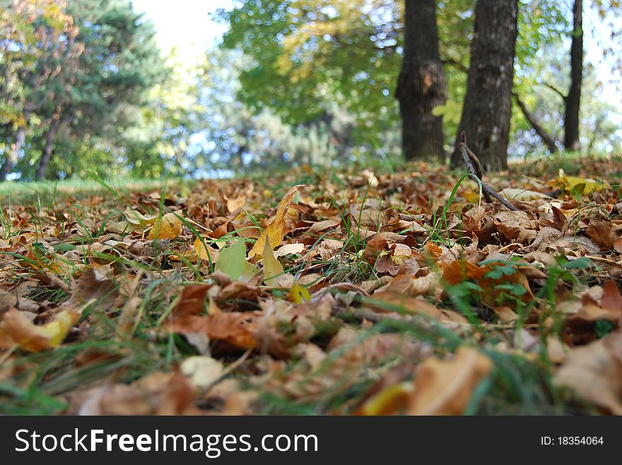 Beautiful colorful leaves in the grass in a park