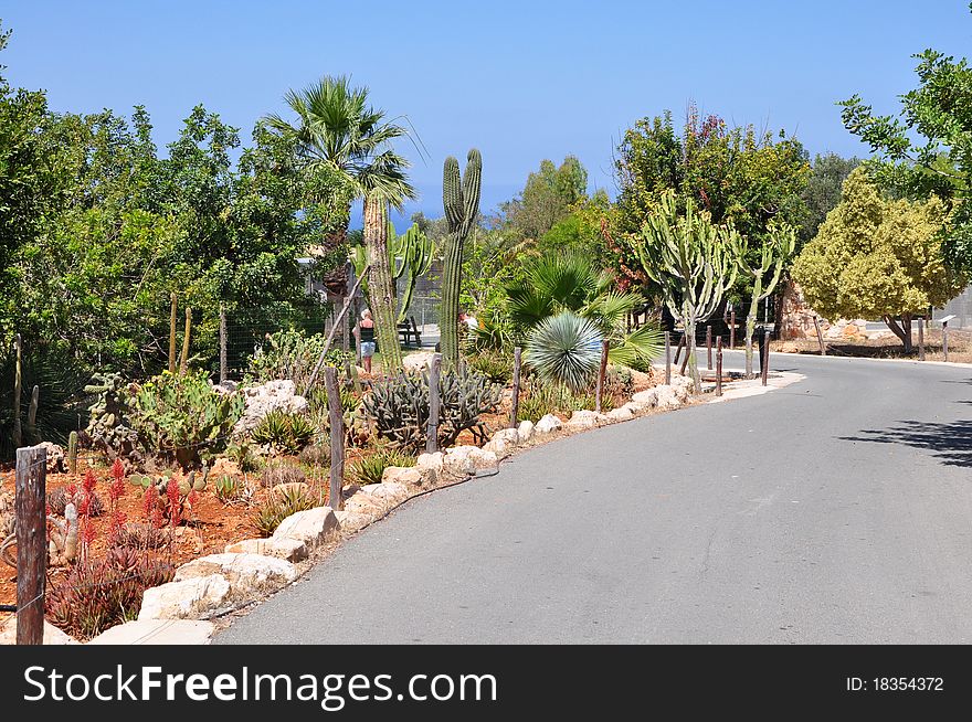 Corner of different kinds of cactuses in park of birds in Cyprus near to a city Pathos