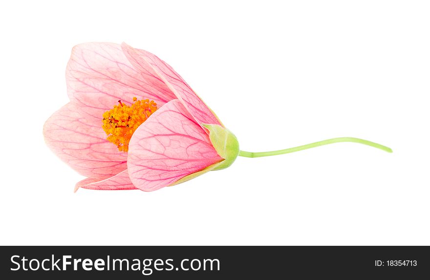 Close-up pink flower, isolated on white