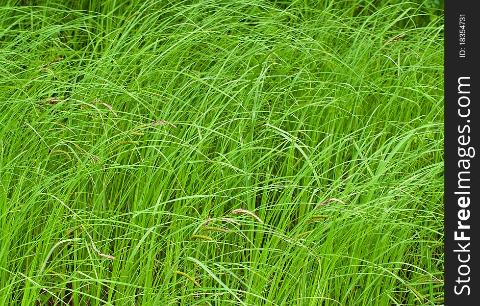 Field of fresh green grass. Field of fresh green grass