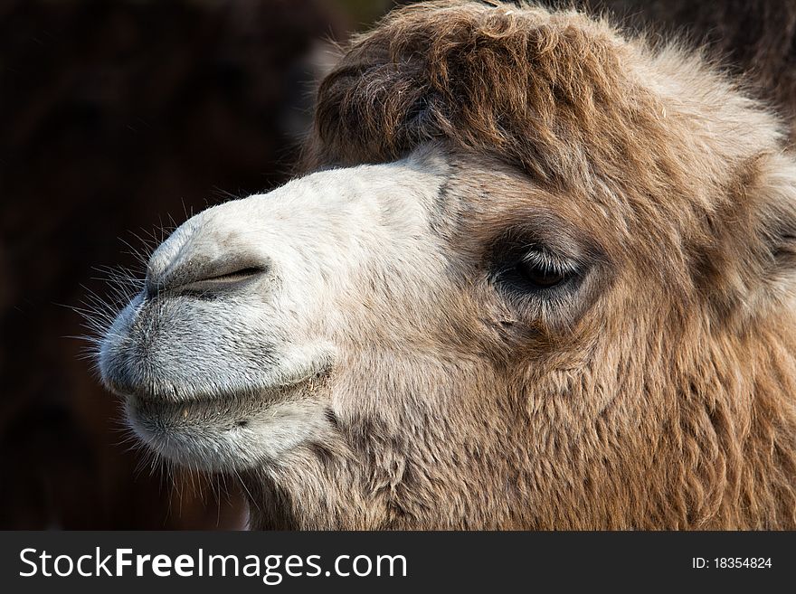 Portrait of Camel, with blurred background.