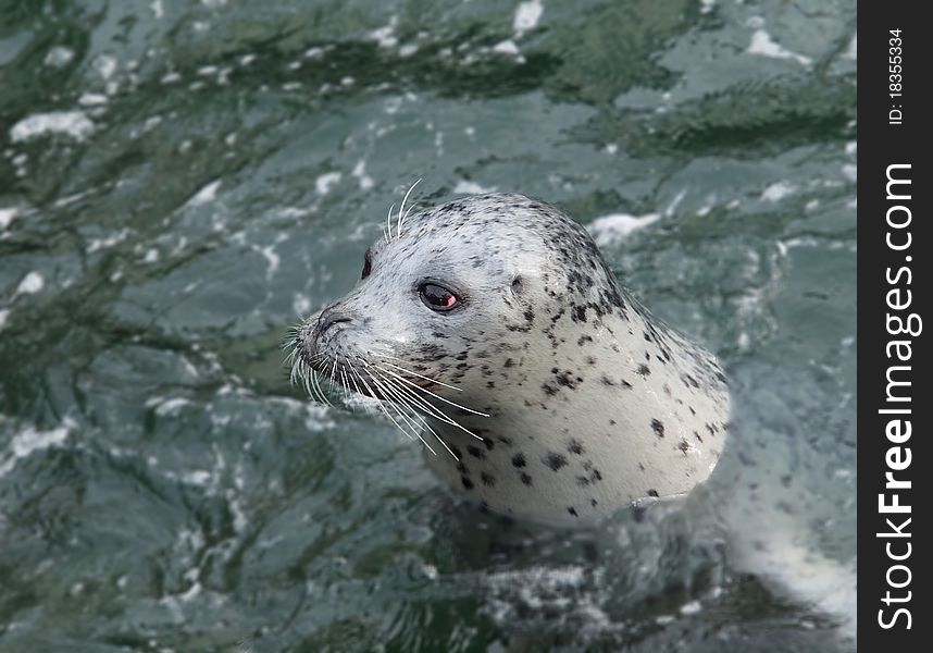 Harbour Seal (Phoca Vitulina)