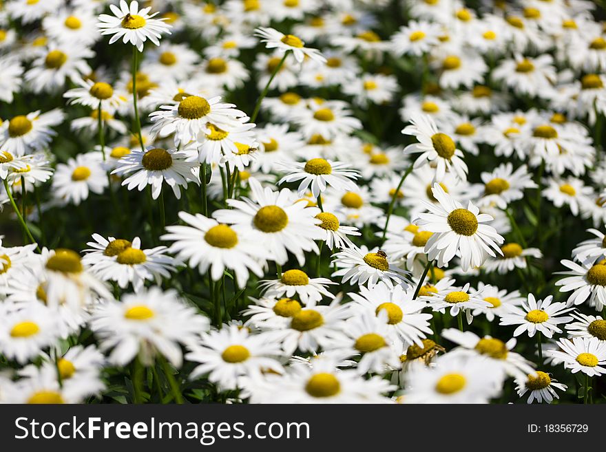 A beautiful close up of a field of Daisy like flowers. A beautiful close up of a field of Daisy like flowers