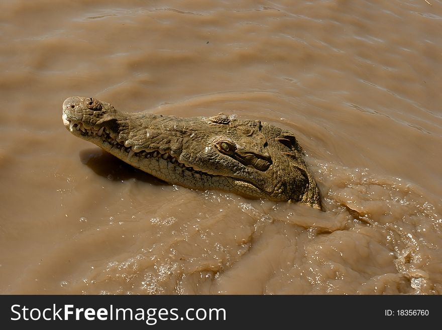 An American Crocodile swims in the waters of a river in Costa Rica