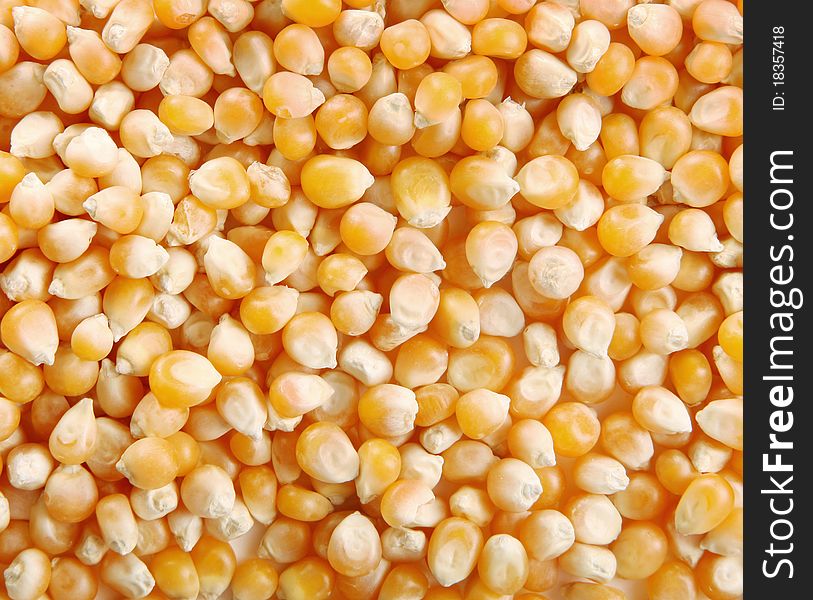 Yellow corn background. Image of food grains