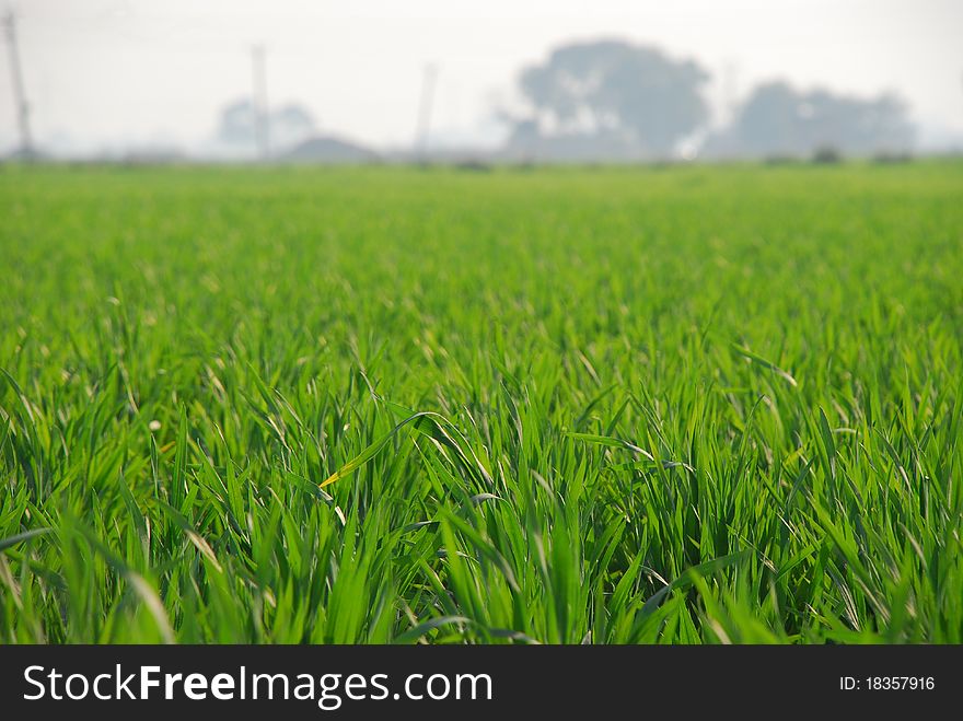 Closeup of a green cultivated field