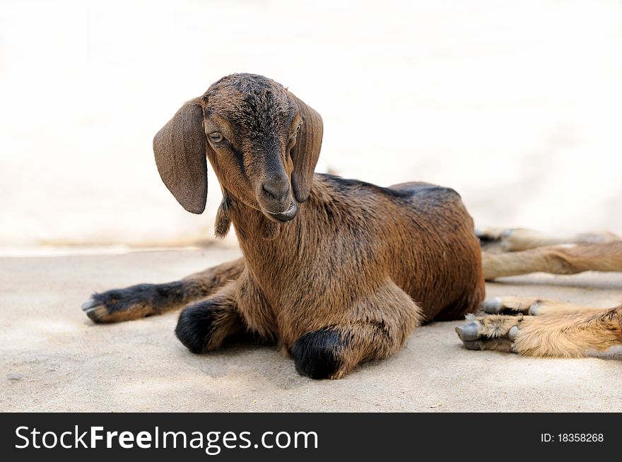 A young goat sitting on a rock