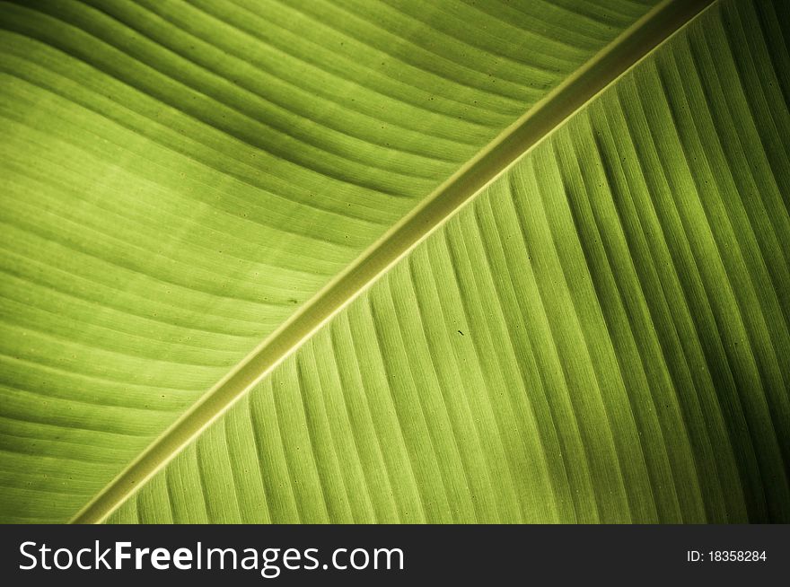 Intricate texture revealed in a fresh green leaf