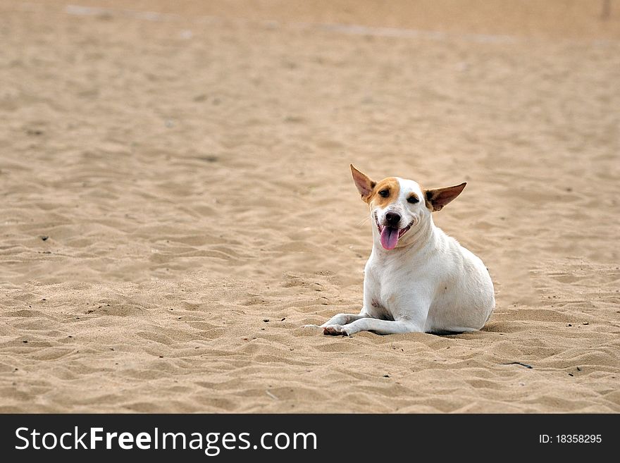 A street dog looking abandoned at a local beach