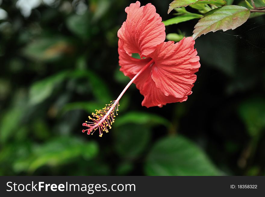 Hibiscus flower at full bloom in a tropical gardern