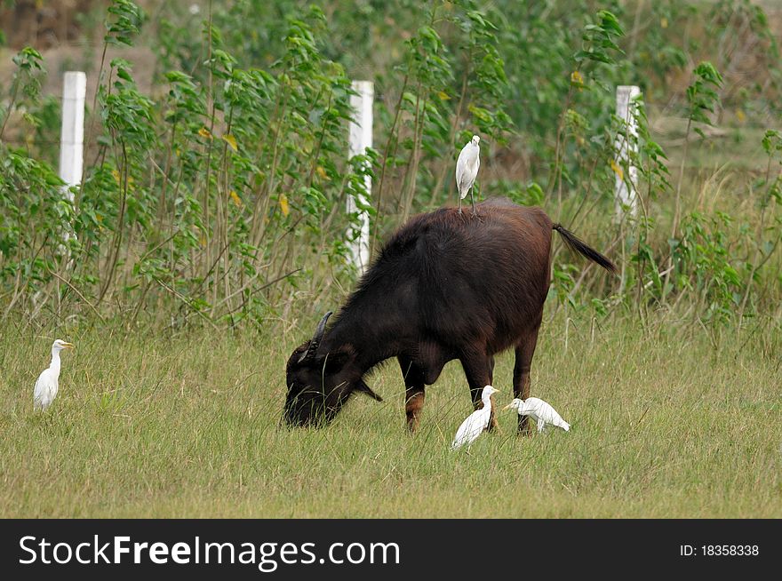 Cattle egret along with a buffalo gazing in the meadows