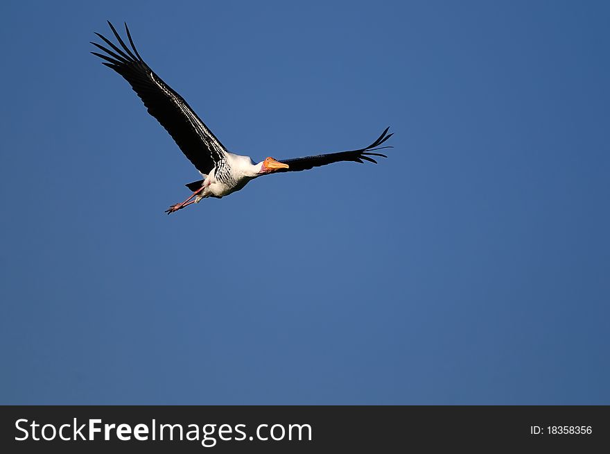 Painted Stork in his natural habitat